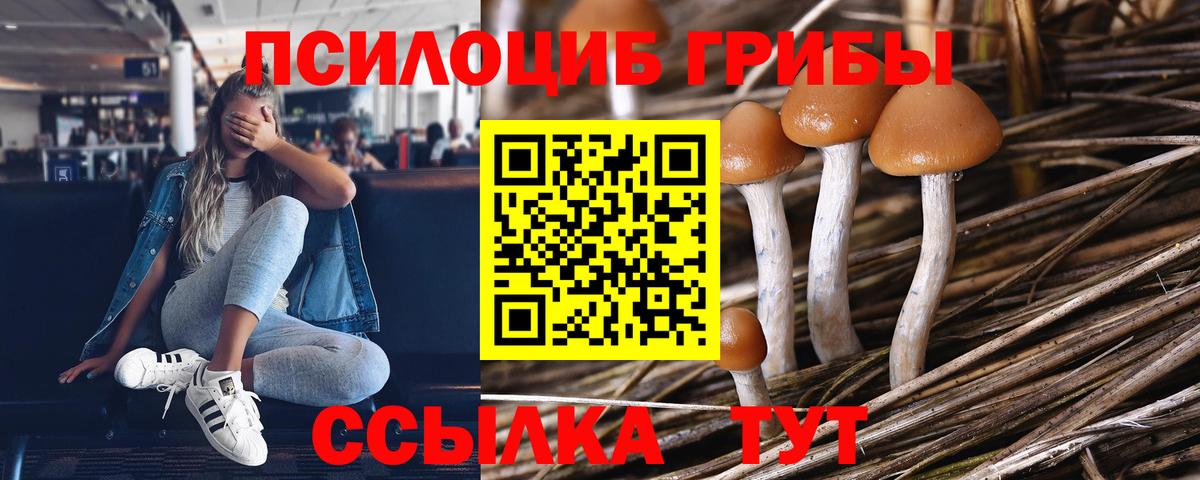 Галлюциногенные грибы Psilocybe Кореновск